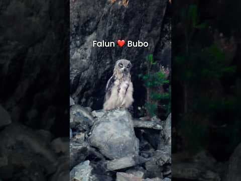A special moment from the Falun Mine! 😍🦉 Come say hi to our official mascots in 2027!